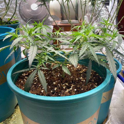 DankBerry  growlog timeline photo