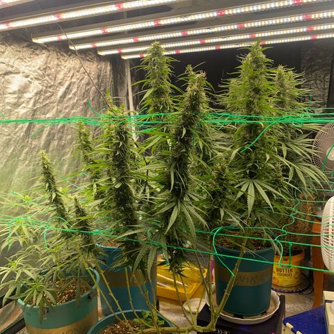 DankBerry  growlog timeline photo