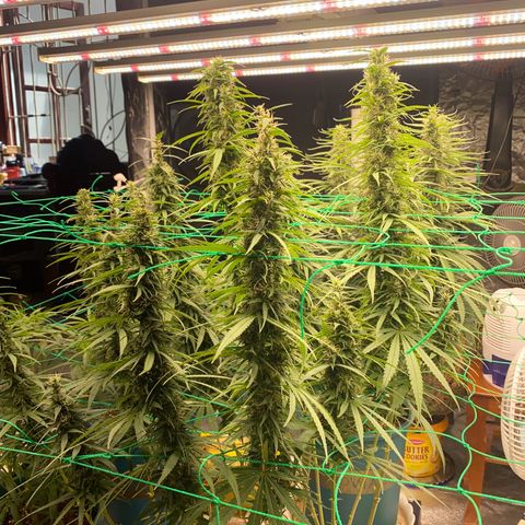 DankBerry  growlog timeline photo