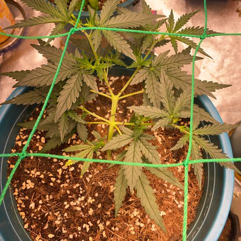 DankBerry  growlog timeline photo