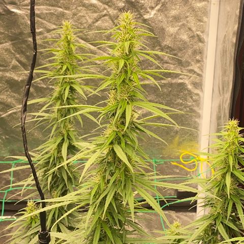 DankBerry  growlog timeline photo