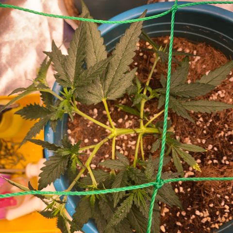 DankBerry  growlog photo: LST