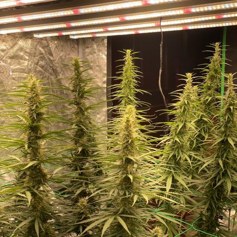DankBerry  growlog timeline photo