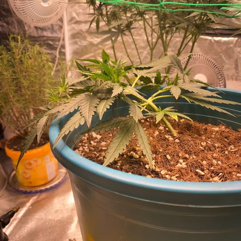 DankBerry  growlog timeline photo