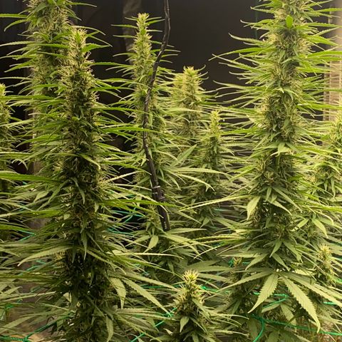 DankBerry  growlog timeline photo