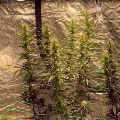 DankBerry  growlog timeline photo