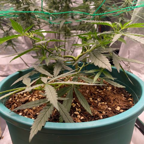 DankBerry  growlog timeline photo