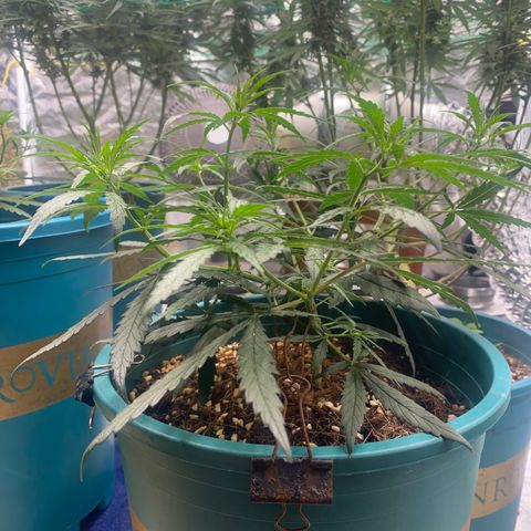 DankBerry  growlog timeline photo