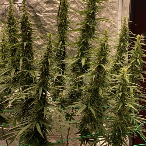 DankBerry  growlog timeline photo