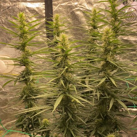 DankBerry  growlog timeline photo