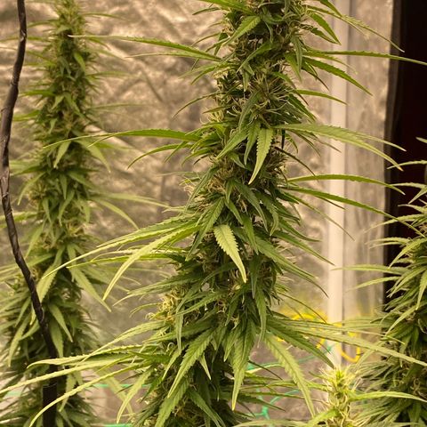 DankBerry  growlog timeline photo