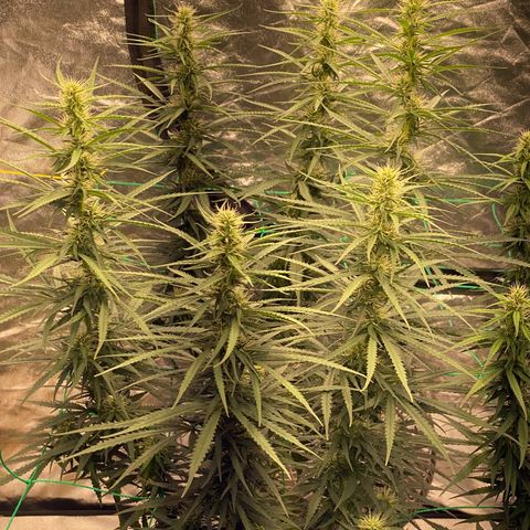 DankBerry  growlog timeline photo