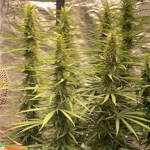 DankBerry  growlog timeline photo