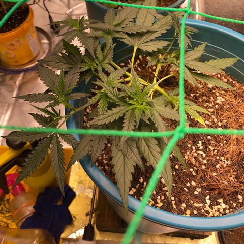 DankBerry  growlog timeline photo