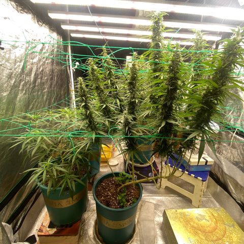 DankBerry  growlog timeline photo