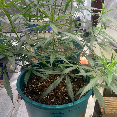 DankBerry  growlog timeline photo