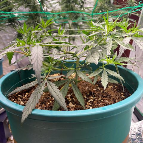 DankBerry  growlog timeline photo