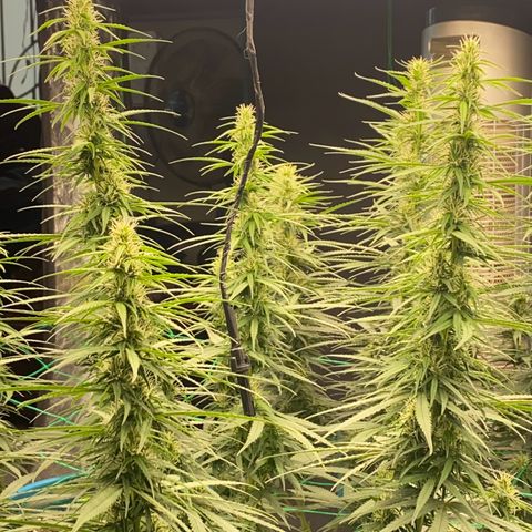 DankBerry  growlog timeline photo
