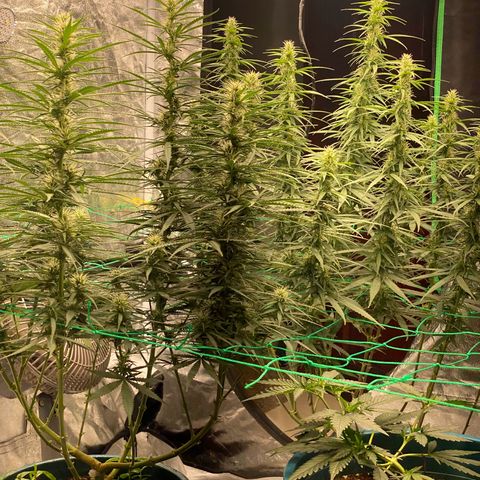 DankBerry  growlog timeline photo