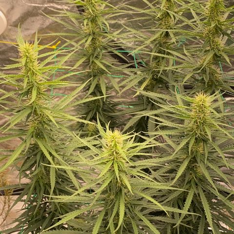 DankBerry  growlog timeline photo