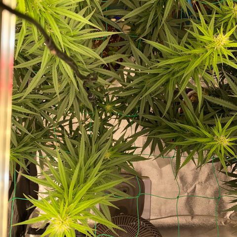 DankBerry  growlog timeline photo