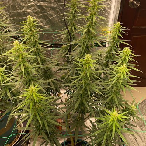DankBerry  growlog photo: pha Dense 1g/1l