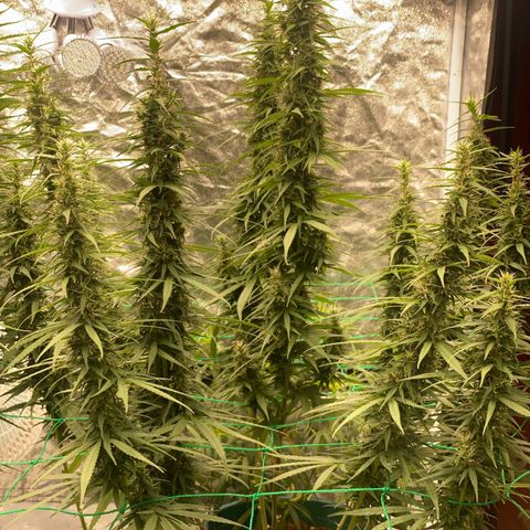 DankBerry  growlog timeline photo