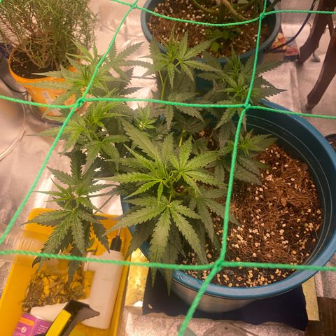 DankBerry  growlog timeline photo