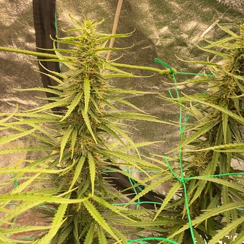 DankBerry  growlog timeline photo