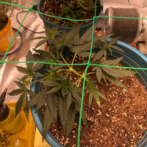 DankBerry  growlog timeline photo