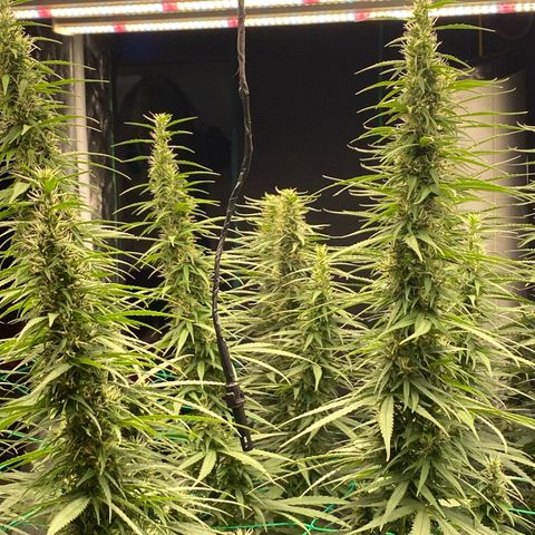 DankBerry  growlog timeline photo