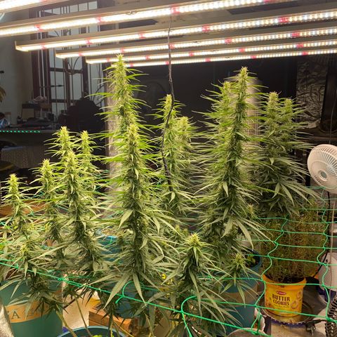 DankBerry  growlog timeline photo