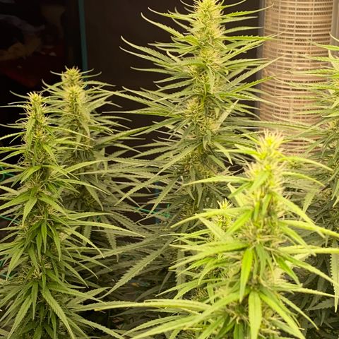 DankBerry  growlog timeline photo