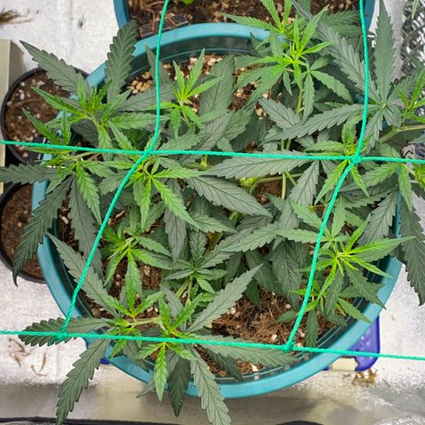 DankBerry  growlog timeline photo
