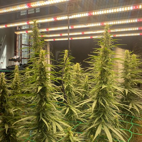 DankBerry  growlog timeline photo