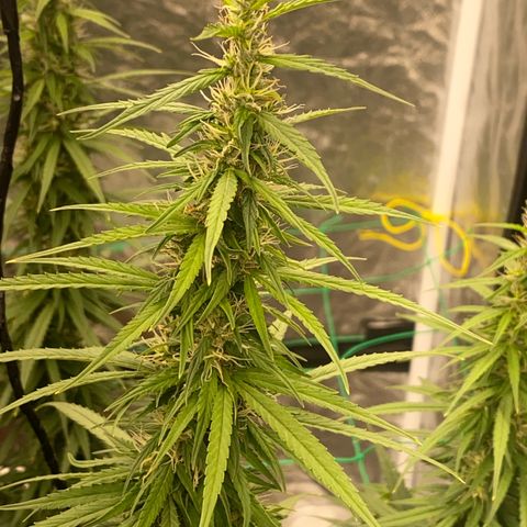 DankBerry  growlog timeline photo