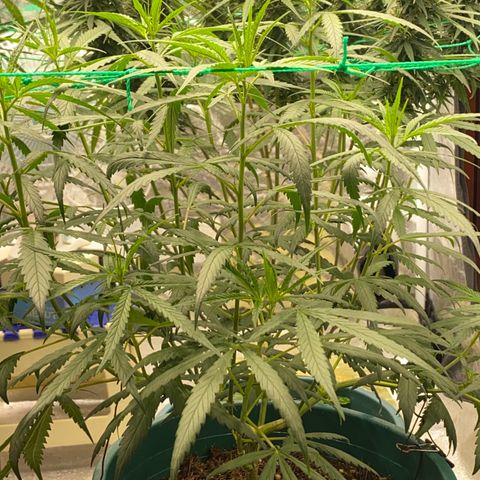 DankBerry  growlog timeline photo