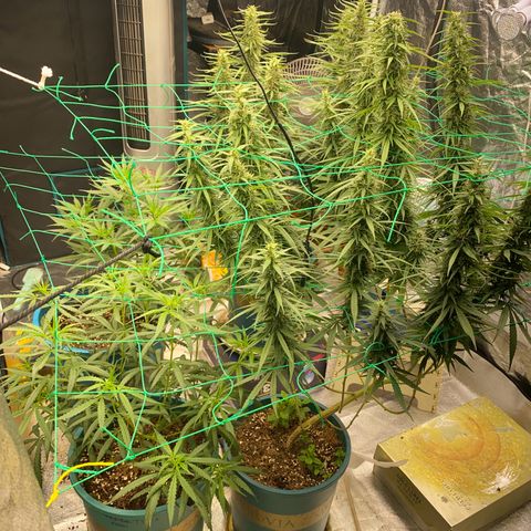 DankBerry  growlog timeline photo