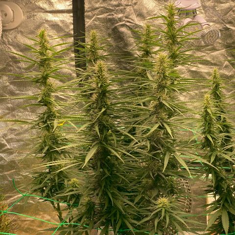DankBerry  growlog timeline photo