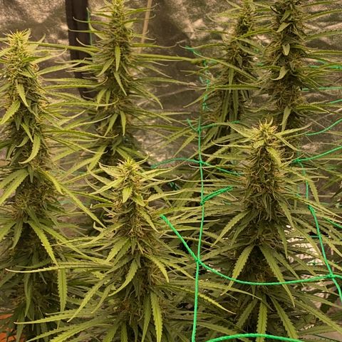 DankBerry  growlog timeline photo