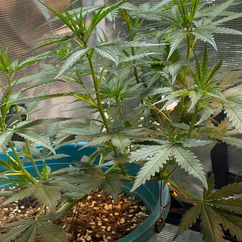 DankBerry  growlog timeline photo