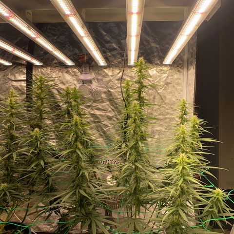 DankBerry  growlog timeline photo