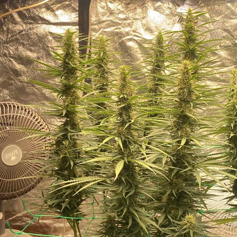 DankBerry  growlog timeline photo
