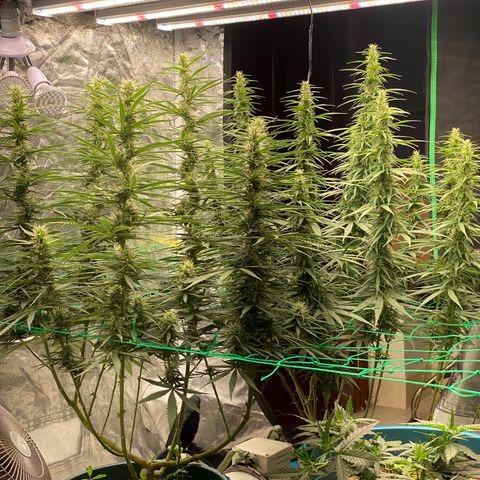 DankBerry  growlog timeline photo