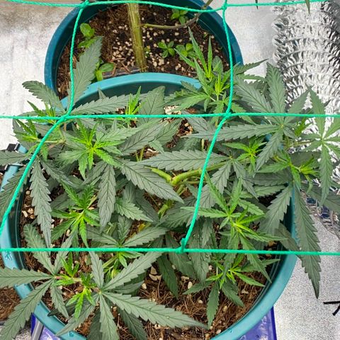DankBerry  growlog timeline photo