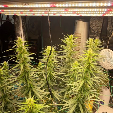 DankBerry  growlog photo: pha Dense 1g/1l