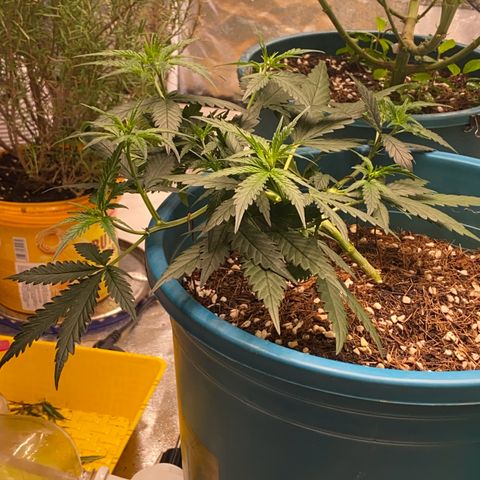 DankBerry  growlog timeline photo