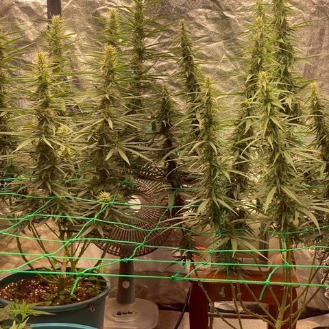 DankBerry  growlog timeline photo