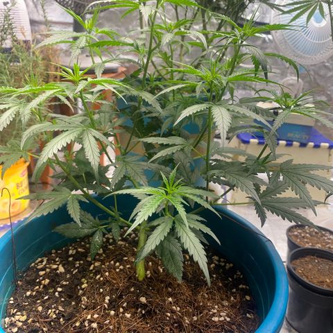 DankBerry  growlog timeline photo