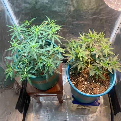 DankBerry  growlog timeline photo
